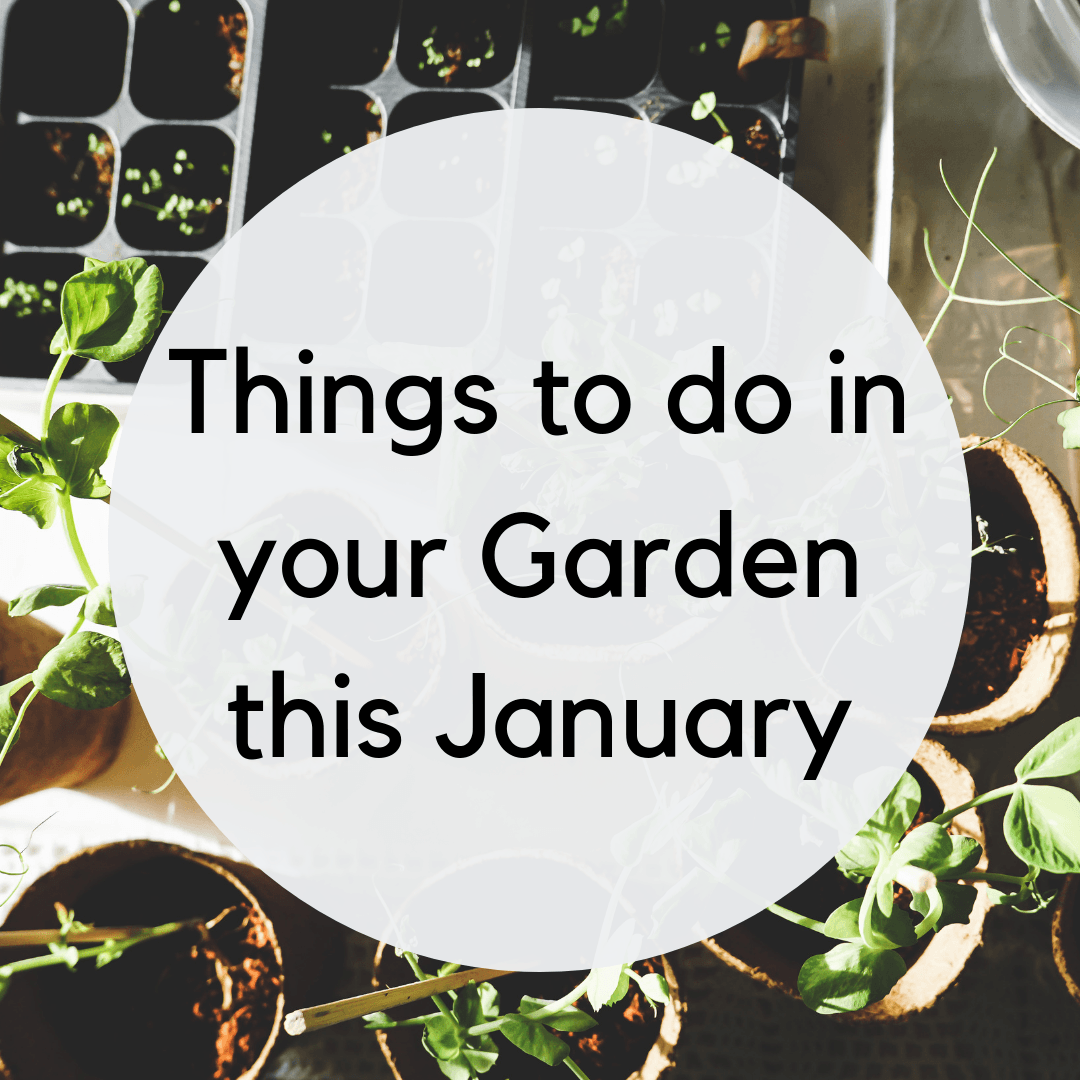 Things to do in your Garden this jan