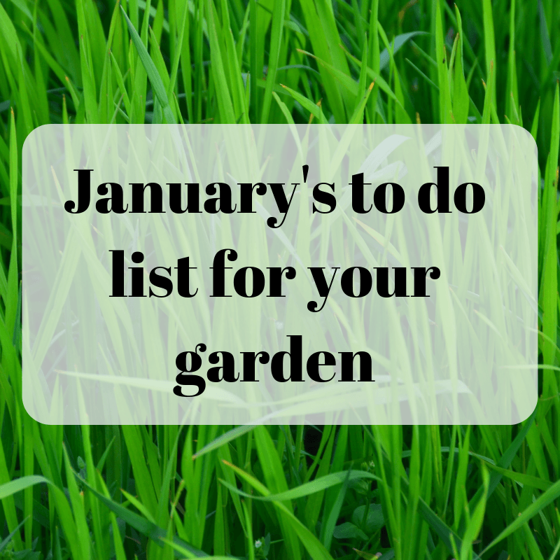 January to do list for your garden