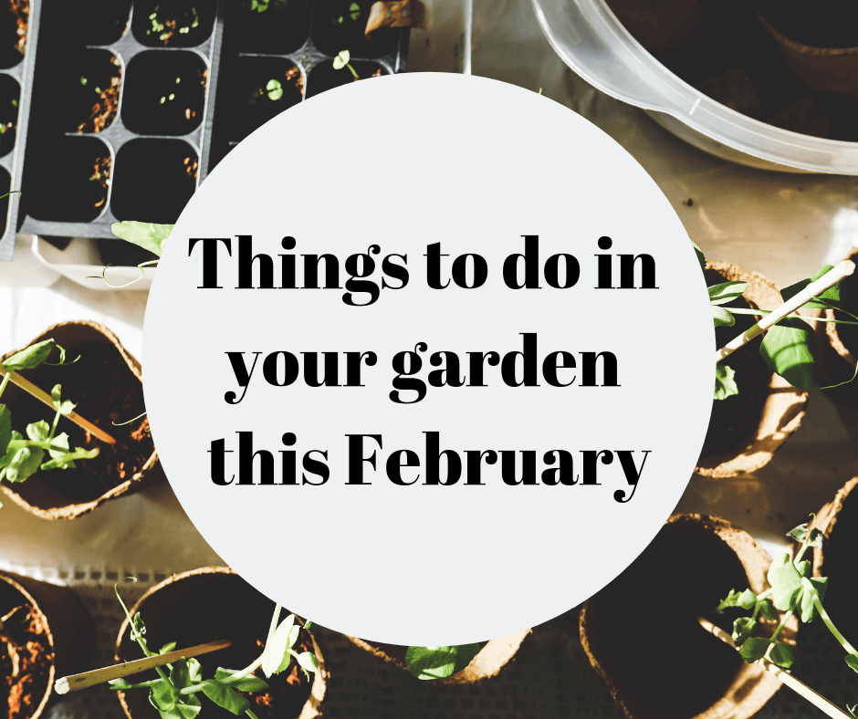 Things to do in your garden this February