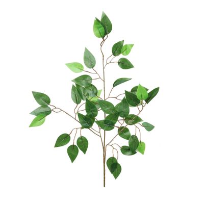 Essential Ficus - Green