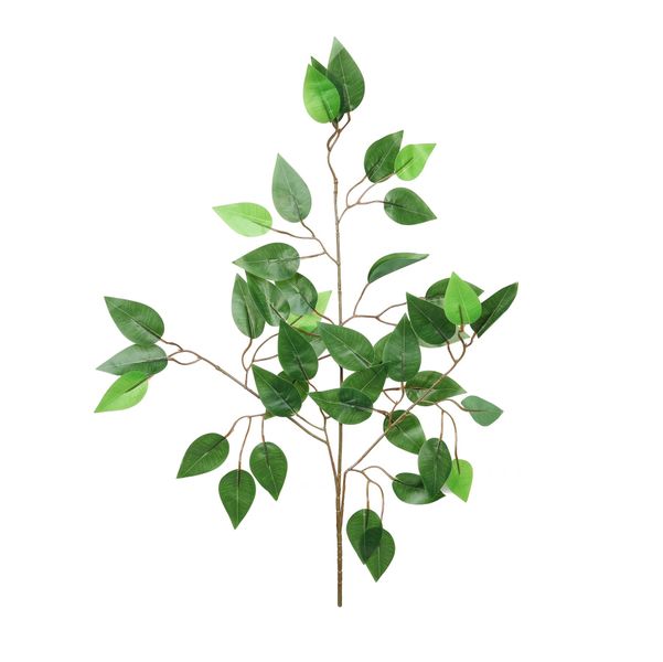 Essential Ficus - Green