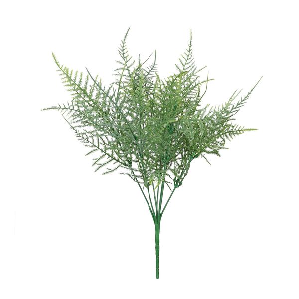 Essential Asparagus Fern - Green