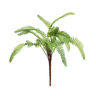 Ladder Fern (24/240)