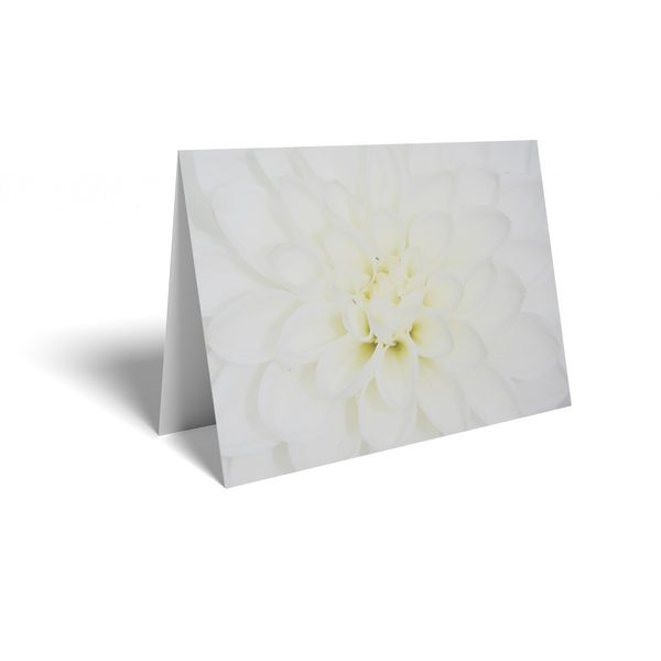 Folded Card - White Chrysanthemum