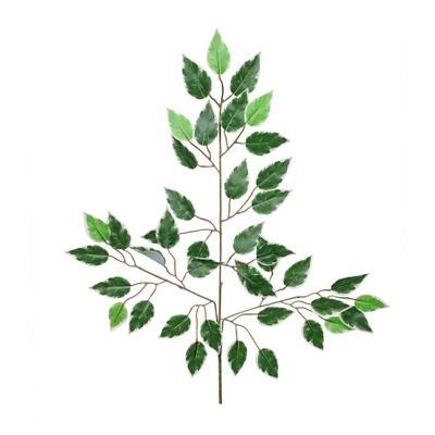 Essential Ficus - Variagated