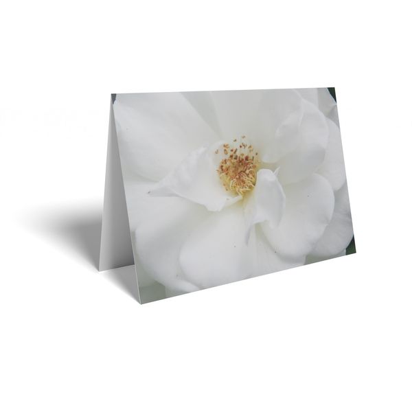 Folded Card - White Rose