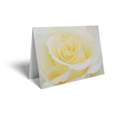 Folded Card - Cream Roses