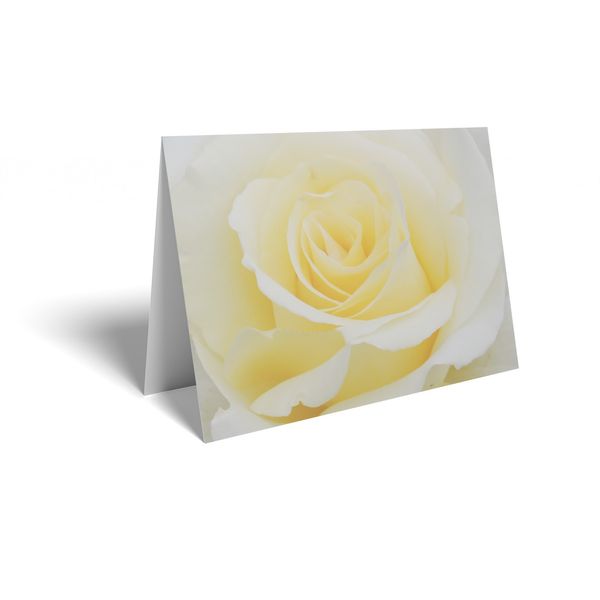 Folded Card - Cream Roses