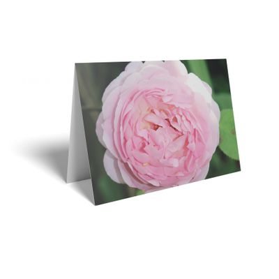 Folded Card - Pink Rose