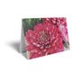 Folded Card - Dark Pink Chrysanthemum