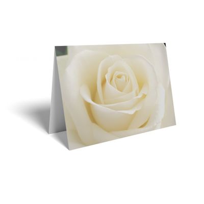 Folded Card - Pale Cream Rose