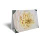Folded Card - Pale Pink/Yellow rose