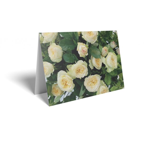 Folded Card - Pale Yellow Rose