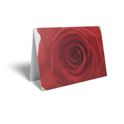 Folded Card - Deep Red Rose