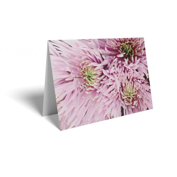 Folded Card - Spray Pink Chrysanthemum