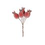 Frosted Rose Hip x 5 RED 3.5cm - Box of 6