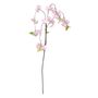 Essential Weeping Cherry Blossom - Dark Pink