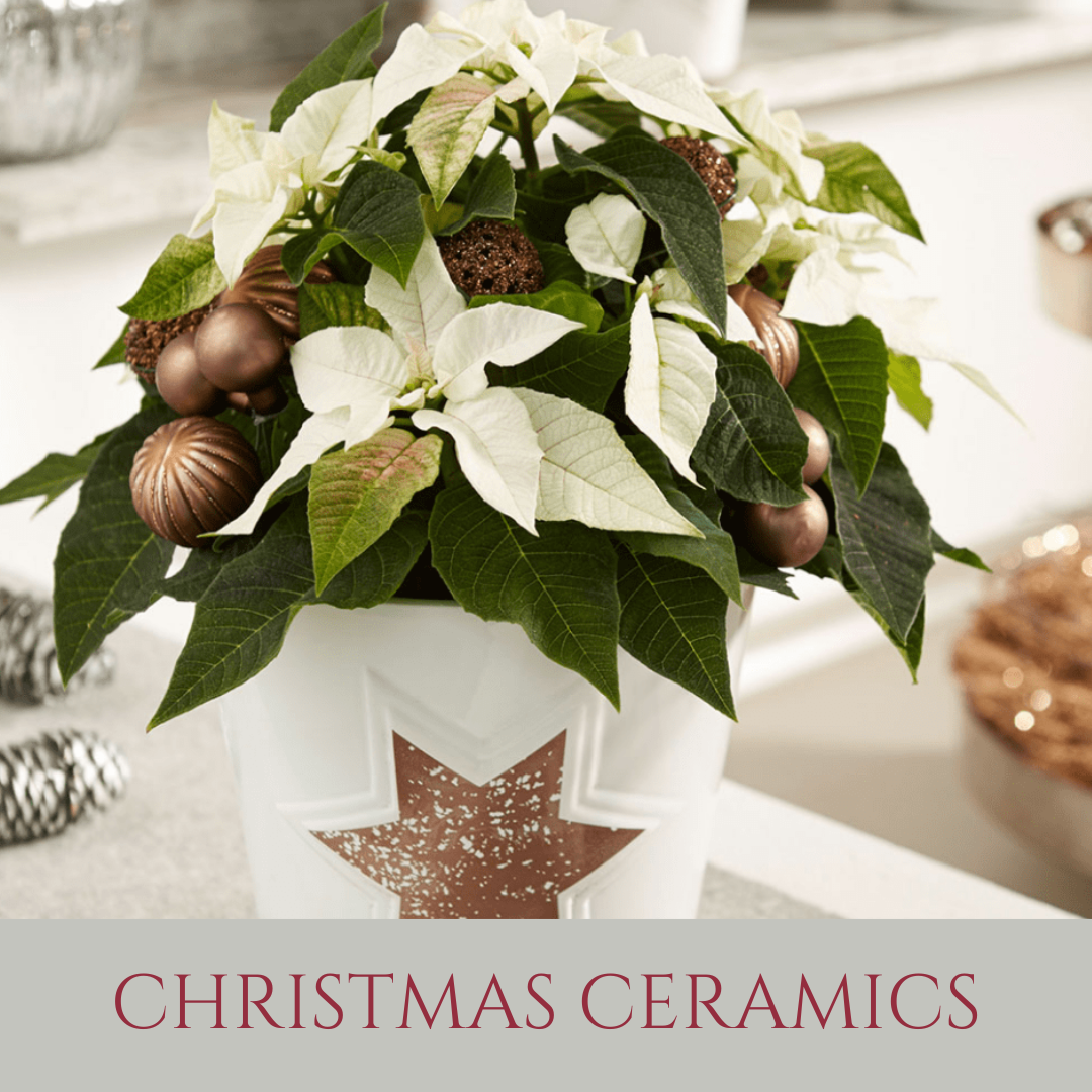 Christmas plant deals pots