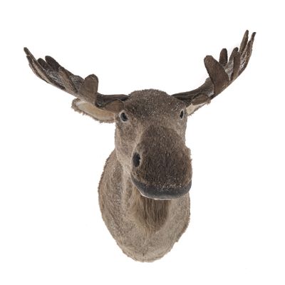 Moose Head Brown 40Cm