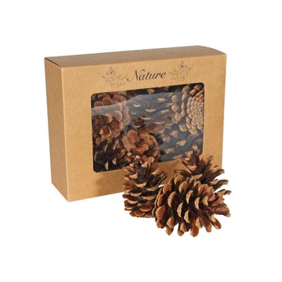 Dried Pine cones x 9 in presentation box 