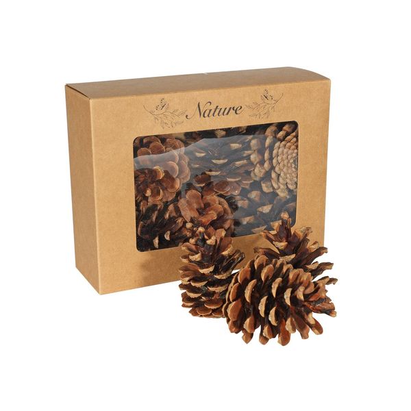 Dried Pine cones x 9 in presentation box 