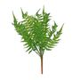 Woody Fern (24/240)