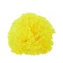 Essential Carnation Pick Yellow-Box of 144