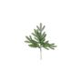 Vermont Spruce Stem 50cm 12 tips