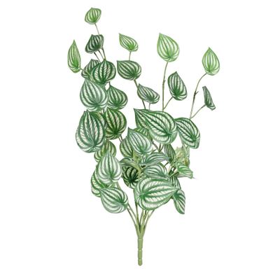 Peperomia Plant -Varigated  - 68cm