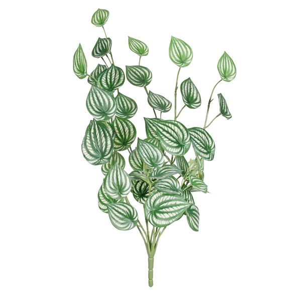 Peperomia Plant -Varigated  - 68cm