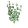 Peperomia Plant -Varigated  - 68cm