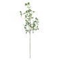 Botanica Giant Pitto Leaf - Green - 114cm