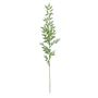 Botanica Ruscus Spray- Green  - 121cm
