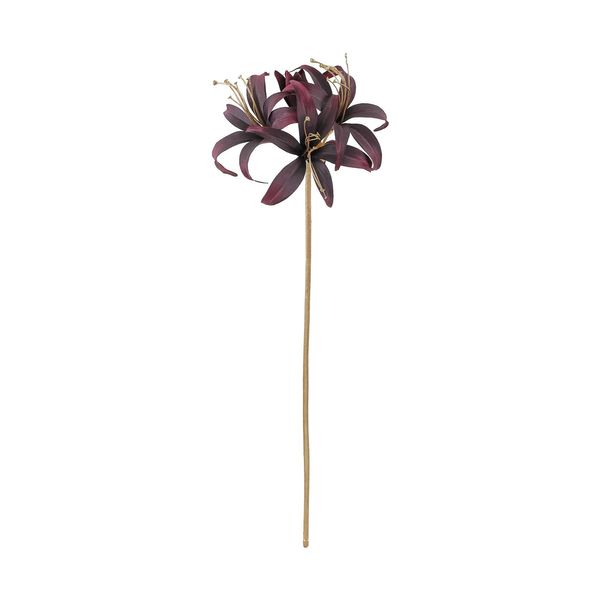 Hippeastrum Spray - Dark Purple - 80cm