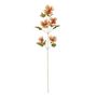 Caper Flower - Orange - 109cm