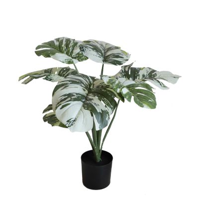 Monstera U.V F.R - 50cm