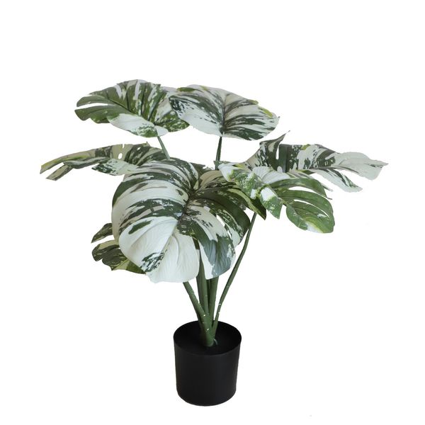 Monstera U.V F.R - 50cm