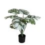 Monstera U.V F.R - 50cm