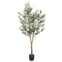 Olive Tree U.V F.R - 175cm