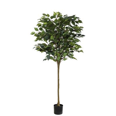 Ficus Standard U.V F.R - 160cm