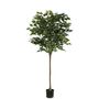 Ficus Standard U.V F.R - 160cm