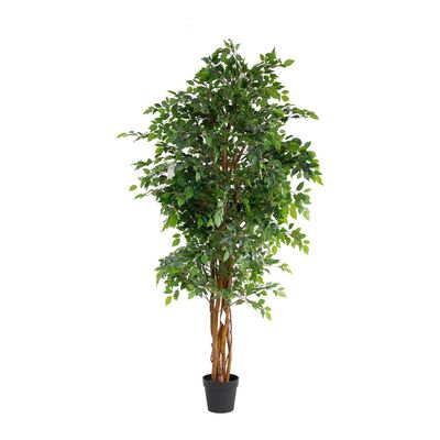 Ficus Multi Stem U.V F.R - 180cm