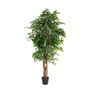 Ficus Multi Stem U.V F.R - 180cm