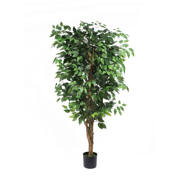 Ficus Multi Stem U.V F.R - 150cm