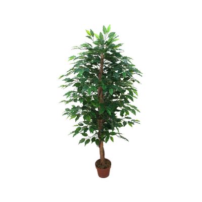 Ficus Tree U.V F.R - 145cm