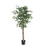 Ficus Standard U.V F.R - 152cm