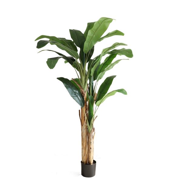 Banana Tree U.V F.R - 205cm