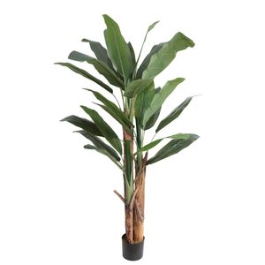 Banana Tree U.V F.R - 185cm