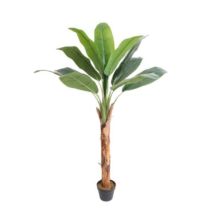 Banana Tree U.V F.R - 165cm