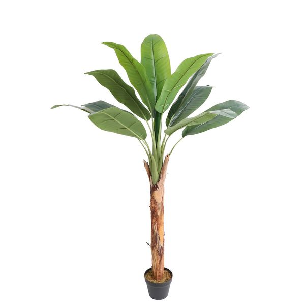 Banana Tree U.V F.R - 165cm